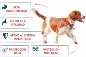 Perro saludable destacando beneficios de INTERNUTRI TASTY DOG ACTIVE