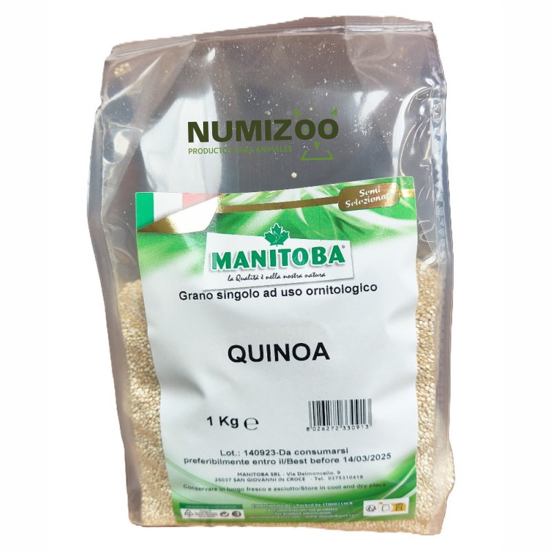 Quinoa Manitoba – Semilla natural para canarios y aves ornamentales